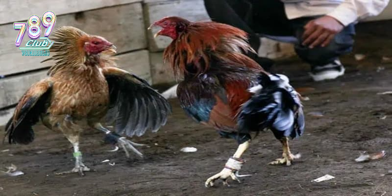 Đá gà cựa sắt kịch tính Đá gà cựa sắt kịch tính